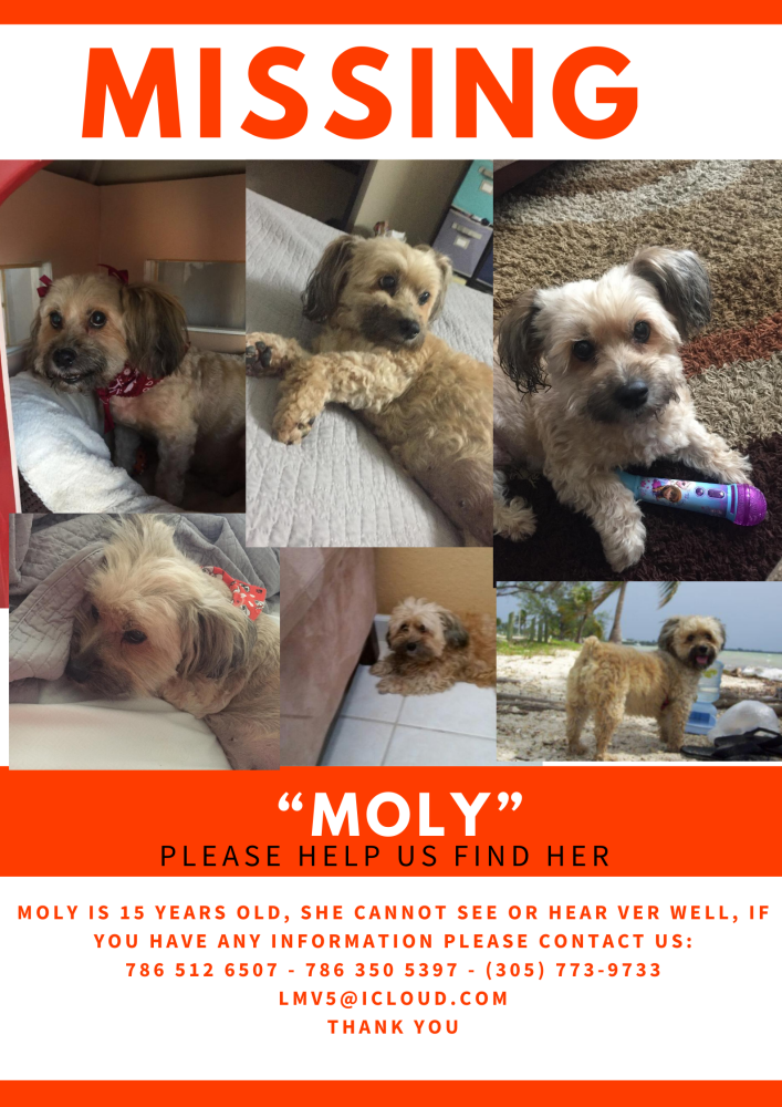 Image of Moly, Lost Dog