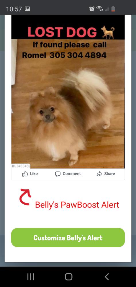 Image of Belly, Lost Dog
