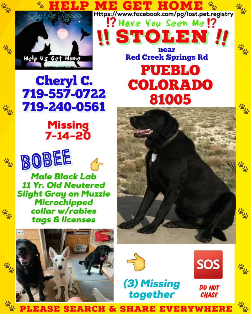Image of Bobee, Lost Dog