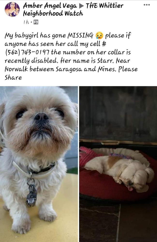 Image of Starr, Lost Dog