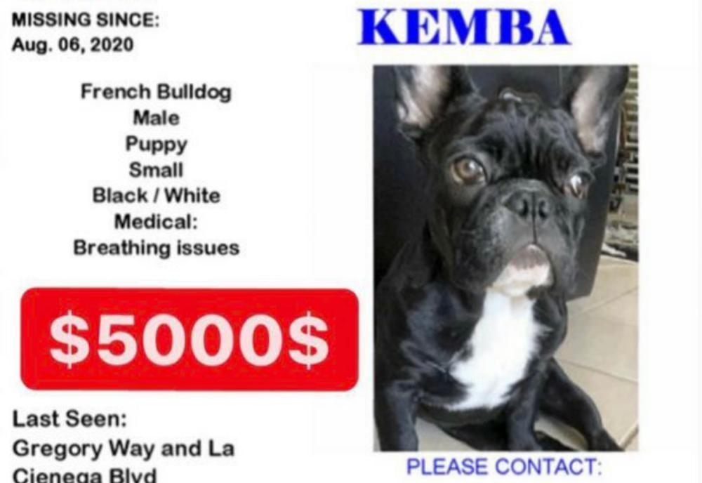 Image of Kemba, Lost Dog