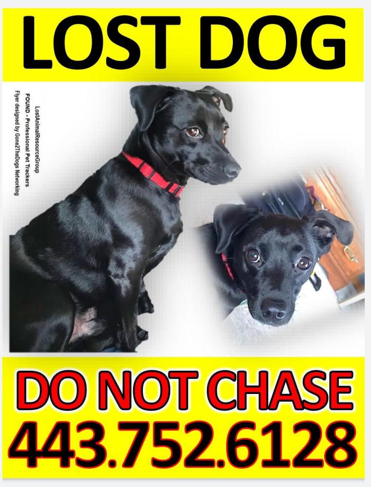Image of Nero, Lost Dog