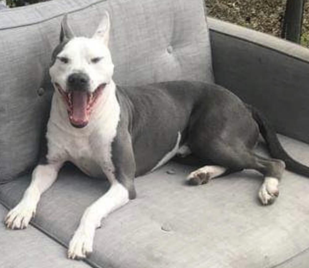 Image of Primo, Lost Dog
