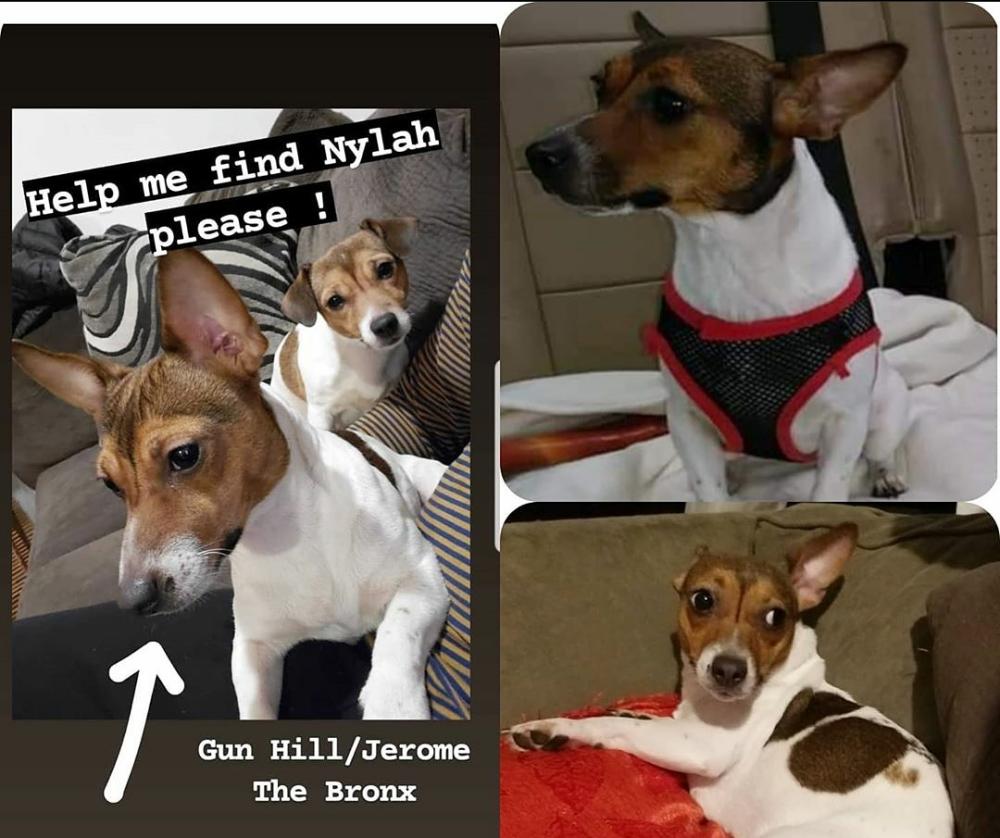 Image of Nylah, Lost Dog
