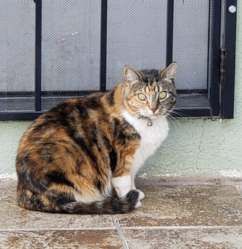 Image of CiCi, Lost Cat