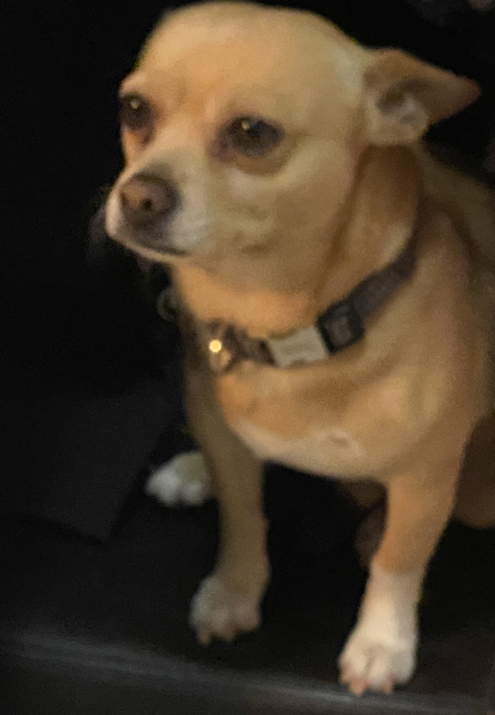 Image of Justin, Lost Dog
