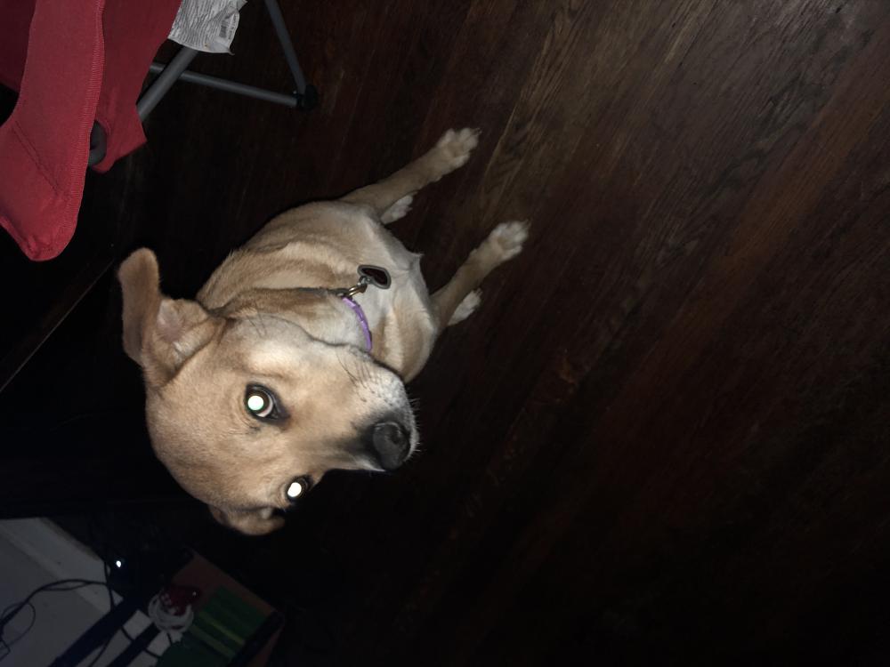 Image of Pookah, Lost Dog