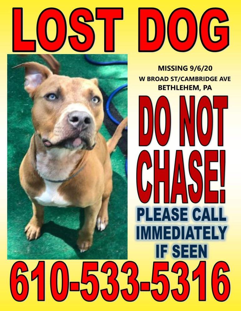 Image of Capone, Lost Dog