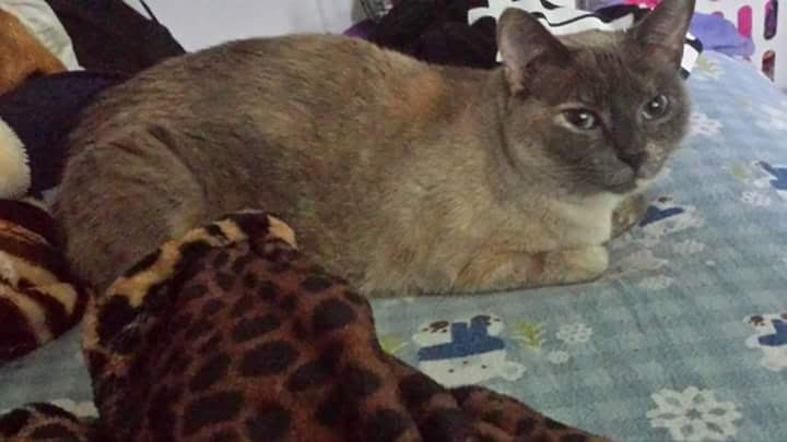 Image of Adabell, Lost Cat