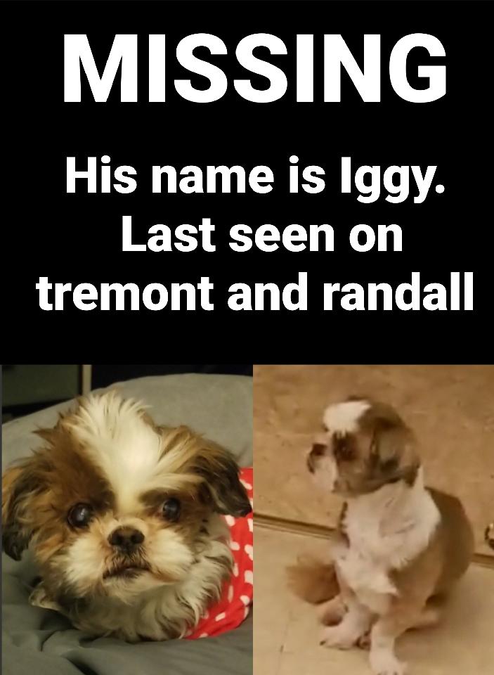 Image of Iggy, Lost Dog