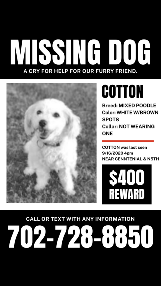 Image of Cotton, Lost Dog