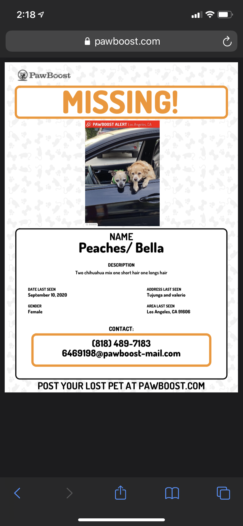 Image of Bella and peach, Lost Dog