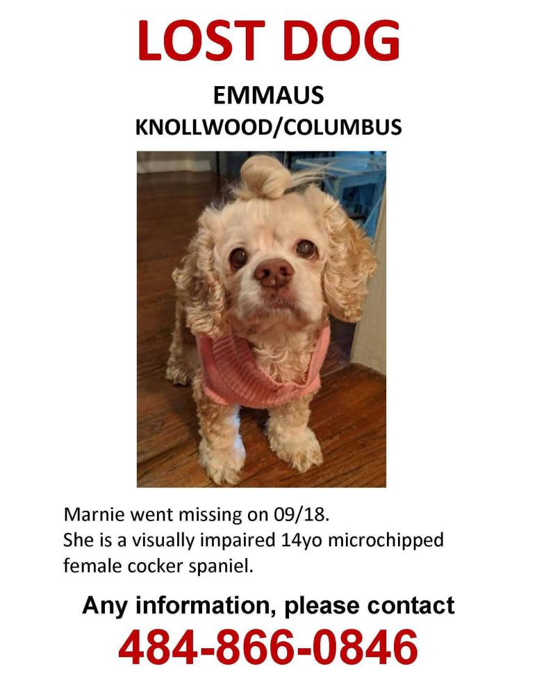Image of Marnie, Lost Dog