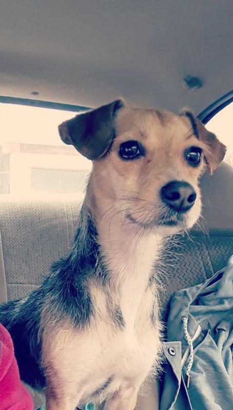 Image of Sister, Lost Dog