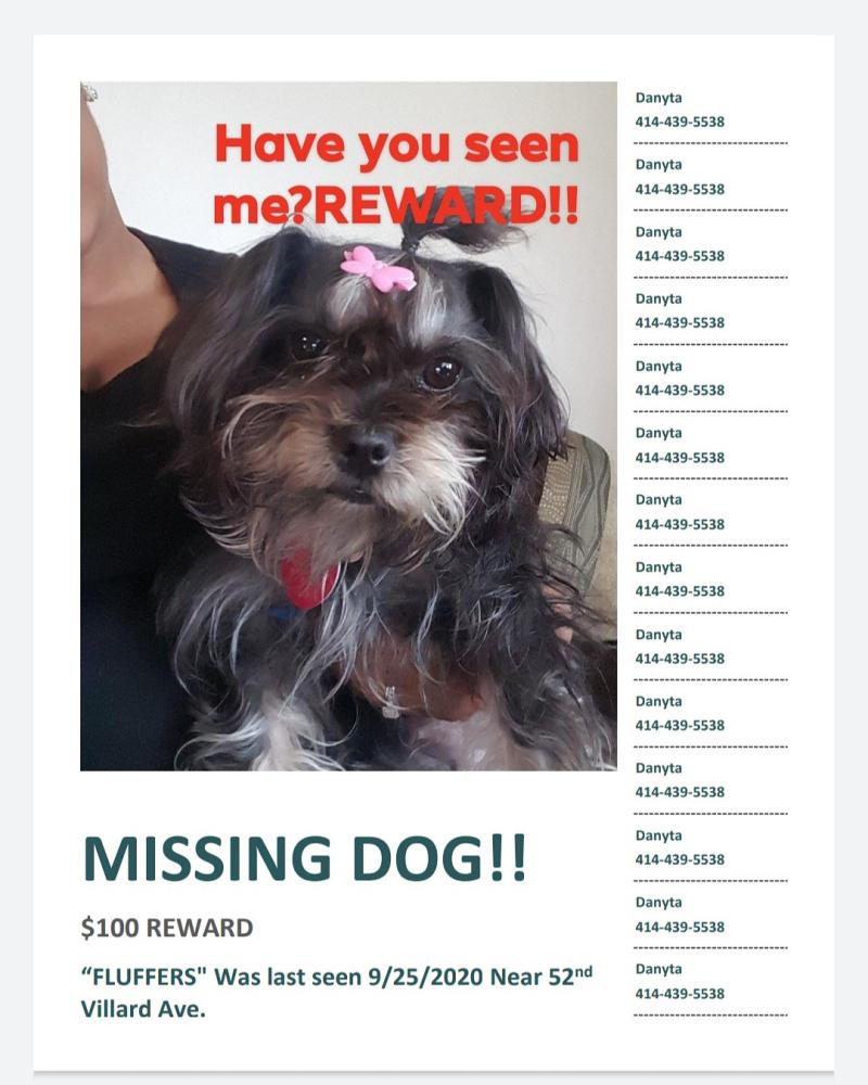 Image of Jada Fluffers Townse, Lost Dog