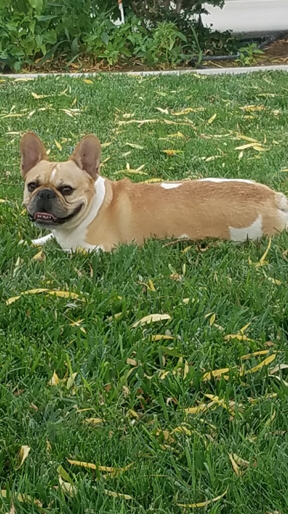 Image of Chata, Lost Dog