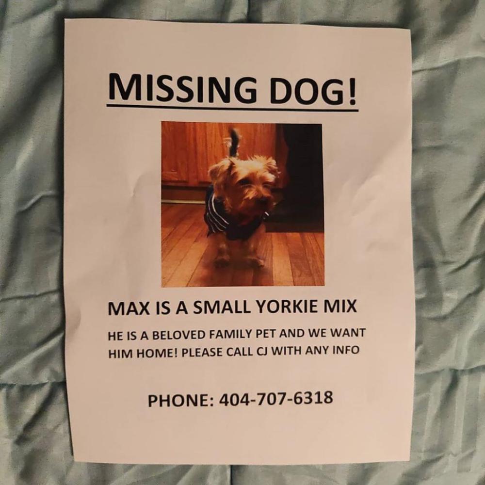 Image of MAXX, Lost Dog