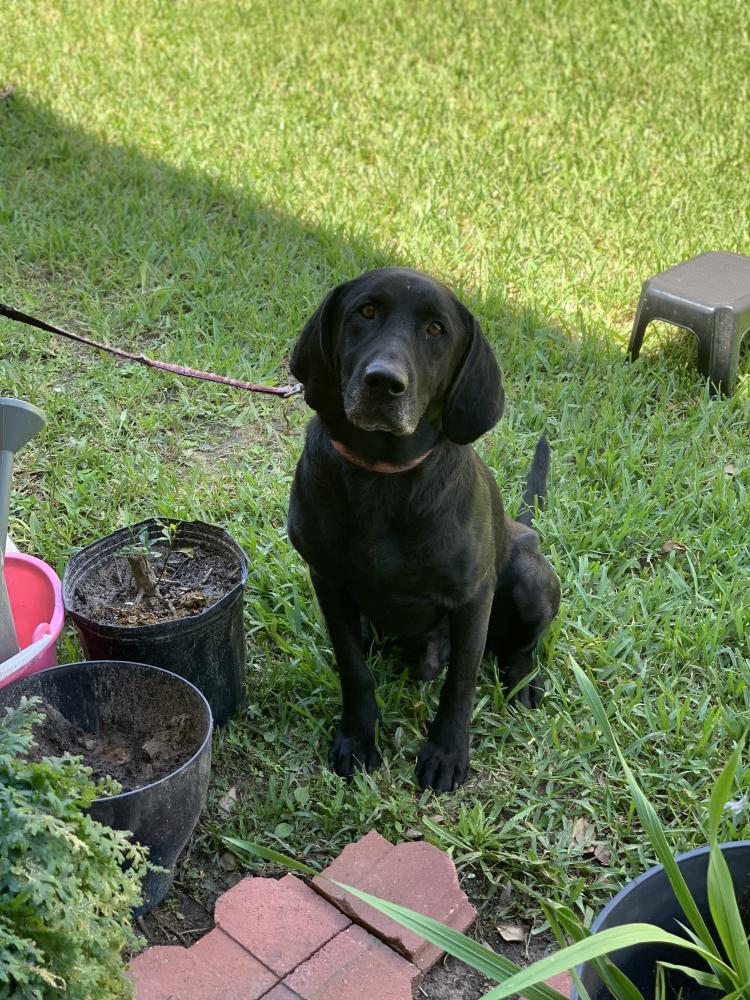 Image of Blackie, Lost Dog