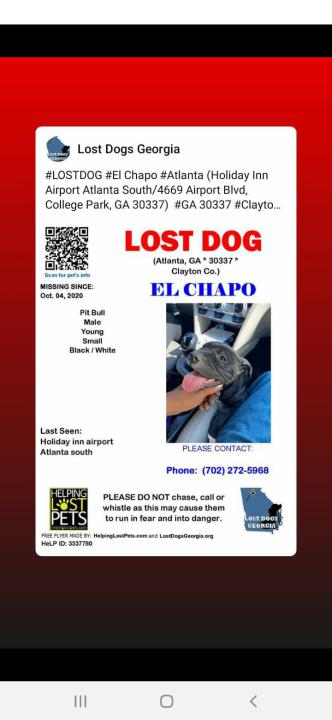 Image of El Chapo, Lost Dog