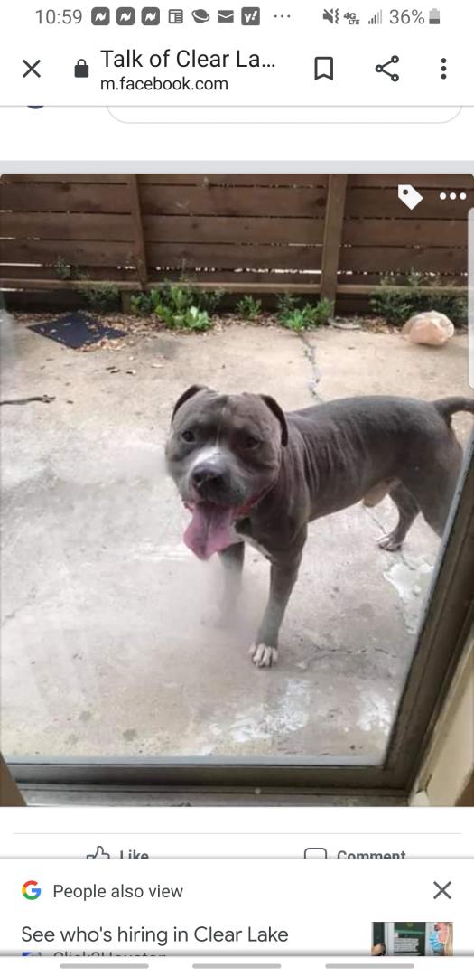 Image of Bully, Lost Dog
