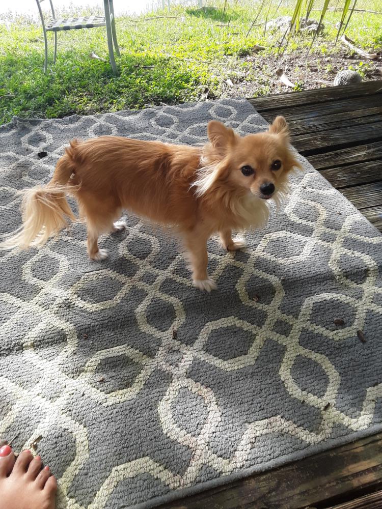 Image of Chique, Lost Dog