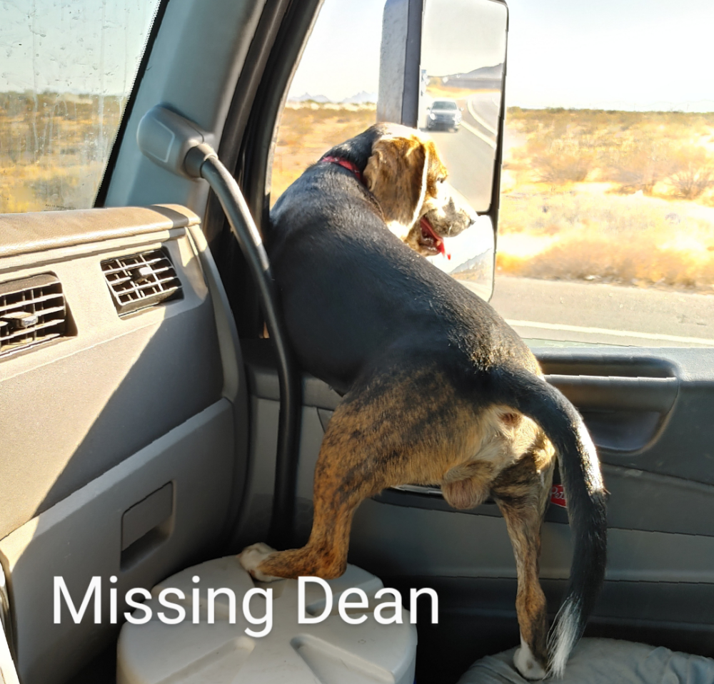Image of Dean, Lost Dog
