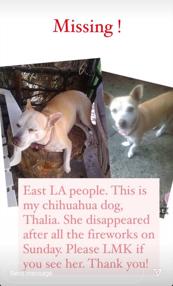 Image of Thalia, Lost Dog
