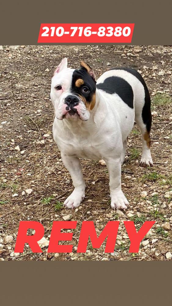 Image of REMY, Lost Dog