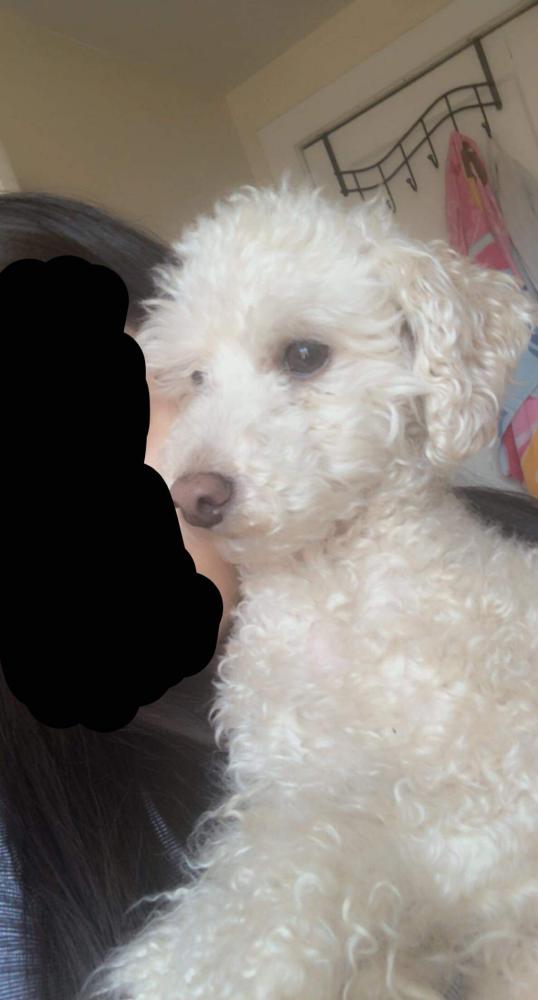 Image of Maxy, Lost Dog