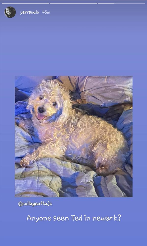 Image of Ted, Lost Dog