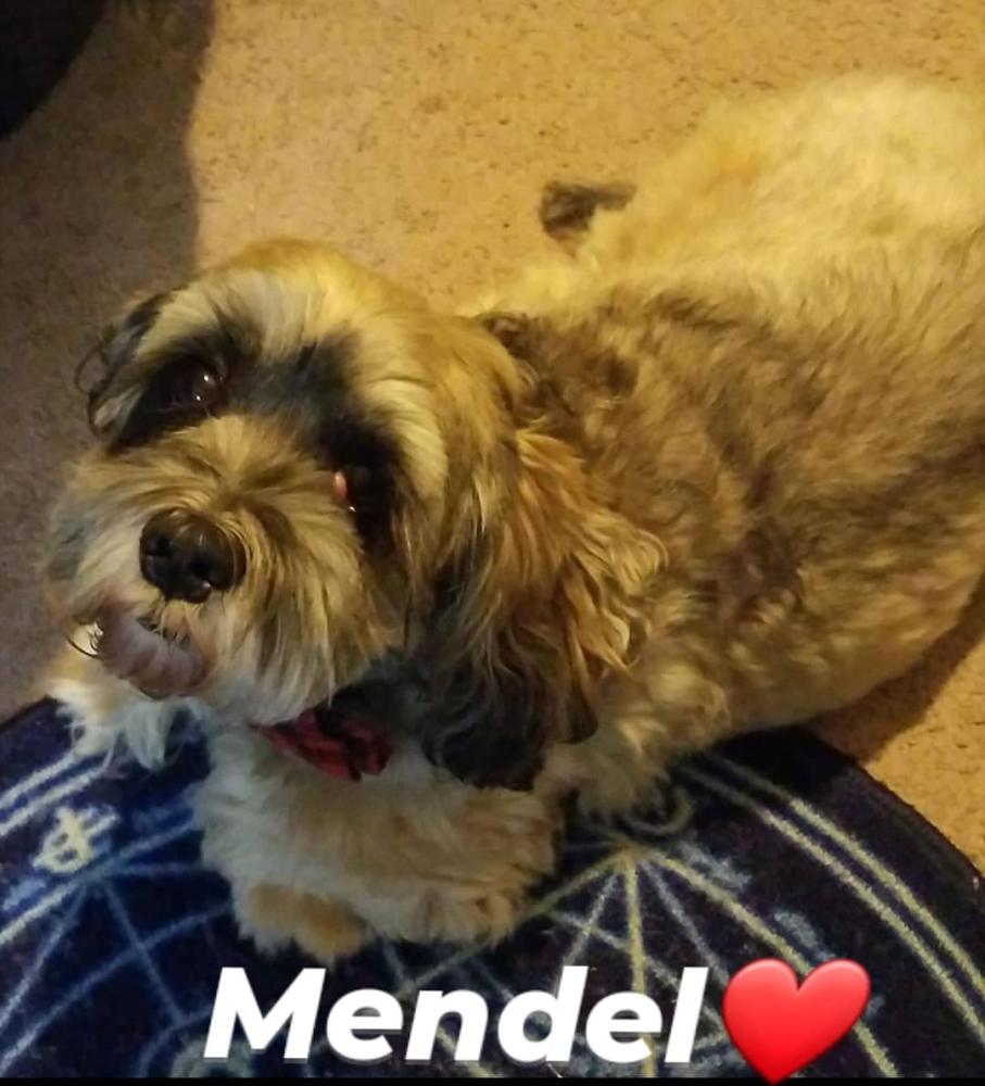 Image of Mendel, Lost Dog