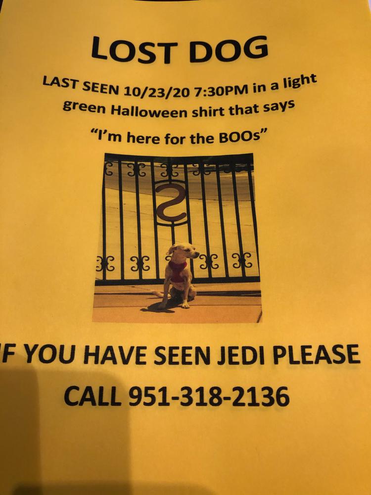 Image of Jedi, Lost Dog
