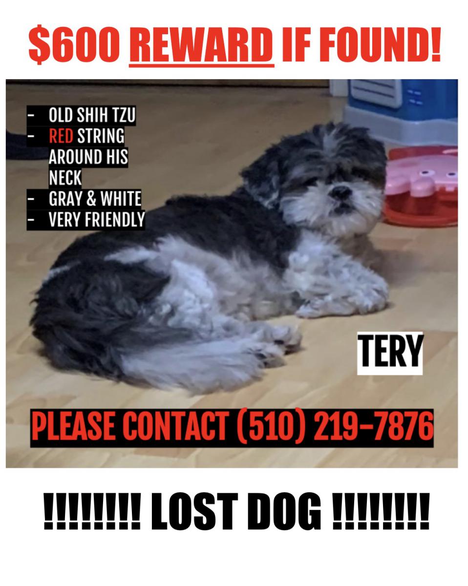 Image of Tery, Lost Dog