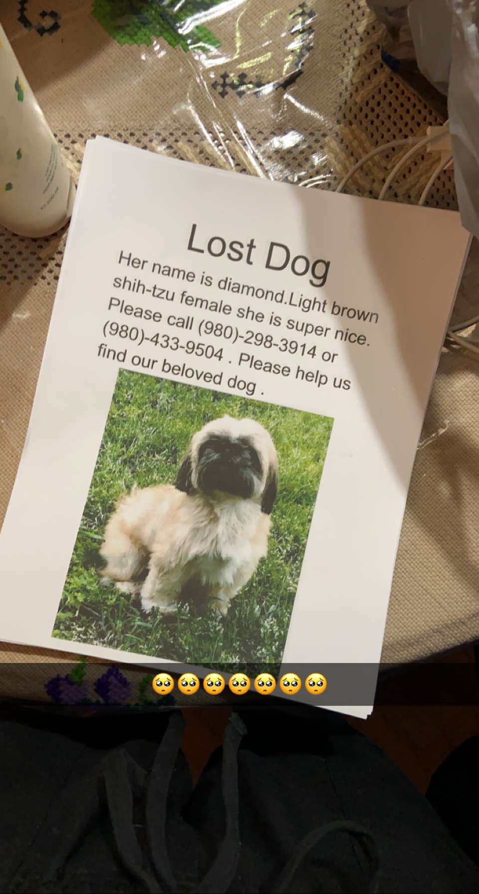 Image of Diamond, Lost Dog