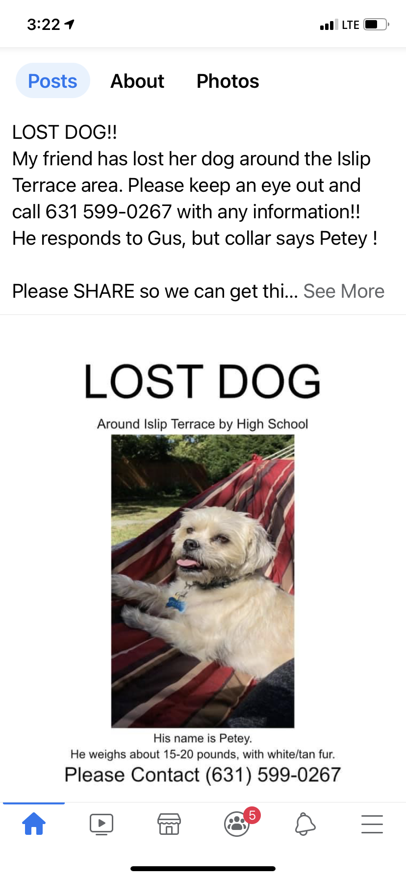 Image of Petey, Lost Dog