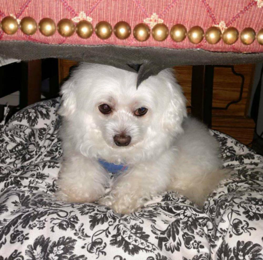 Lost Dog Maltese in HEMET, CA Lost My Doggie