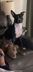 Image of Zola and Ginger, Lost Dog