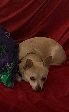 Image of Nooby, Lost Dog