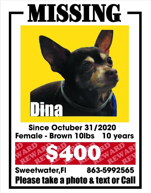 Image of Dina, Lost Dog