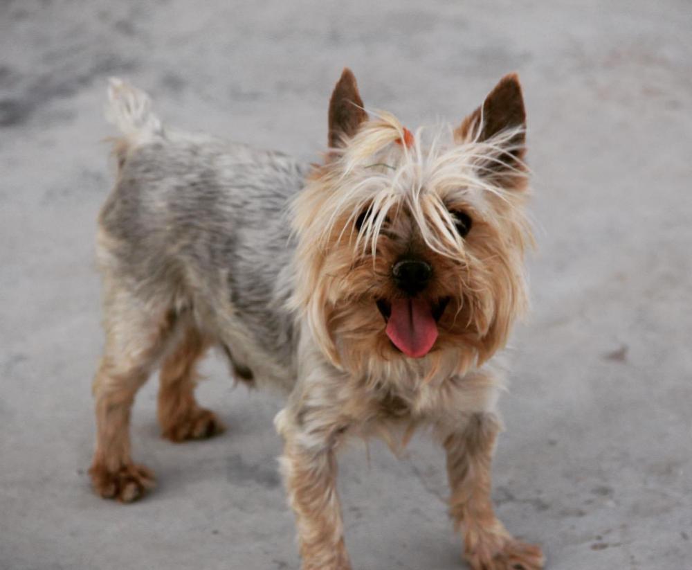 Image of Chespi, Lost Dog