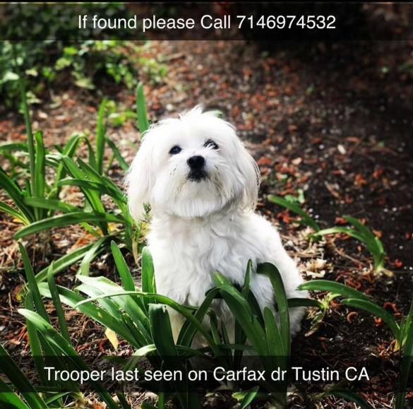 Image of Trooper, Lost Dog