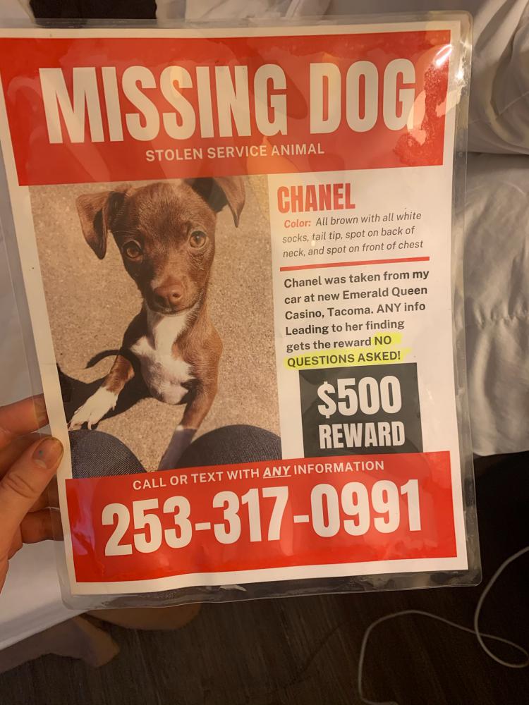 Image of Channel, Lost Dog