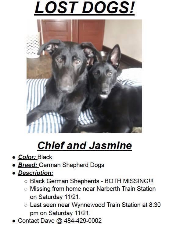 Image of Chief and Jasmine, Lost Dog