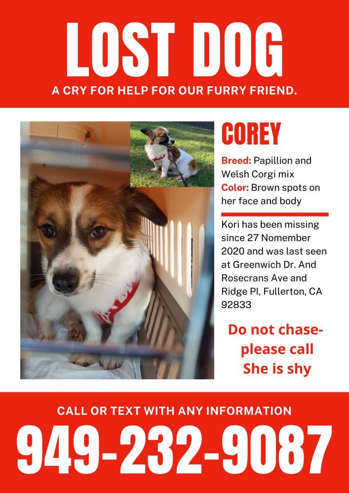 Image of Corey, Lost Dog