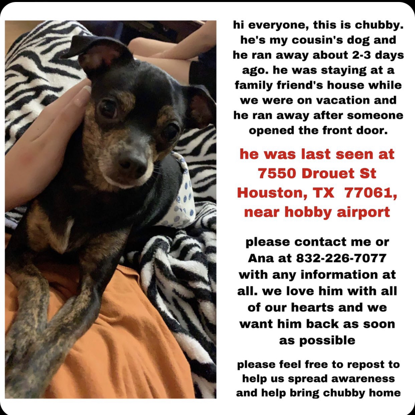 Image of Chubby, Lost Dog