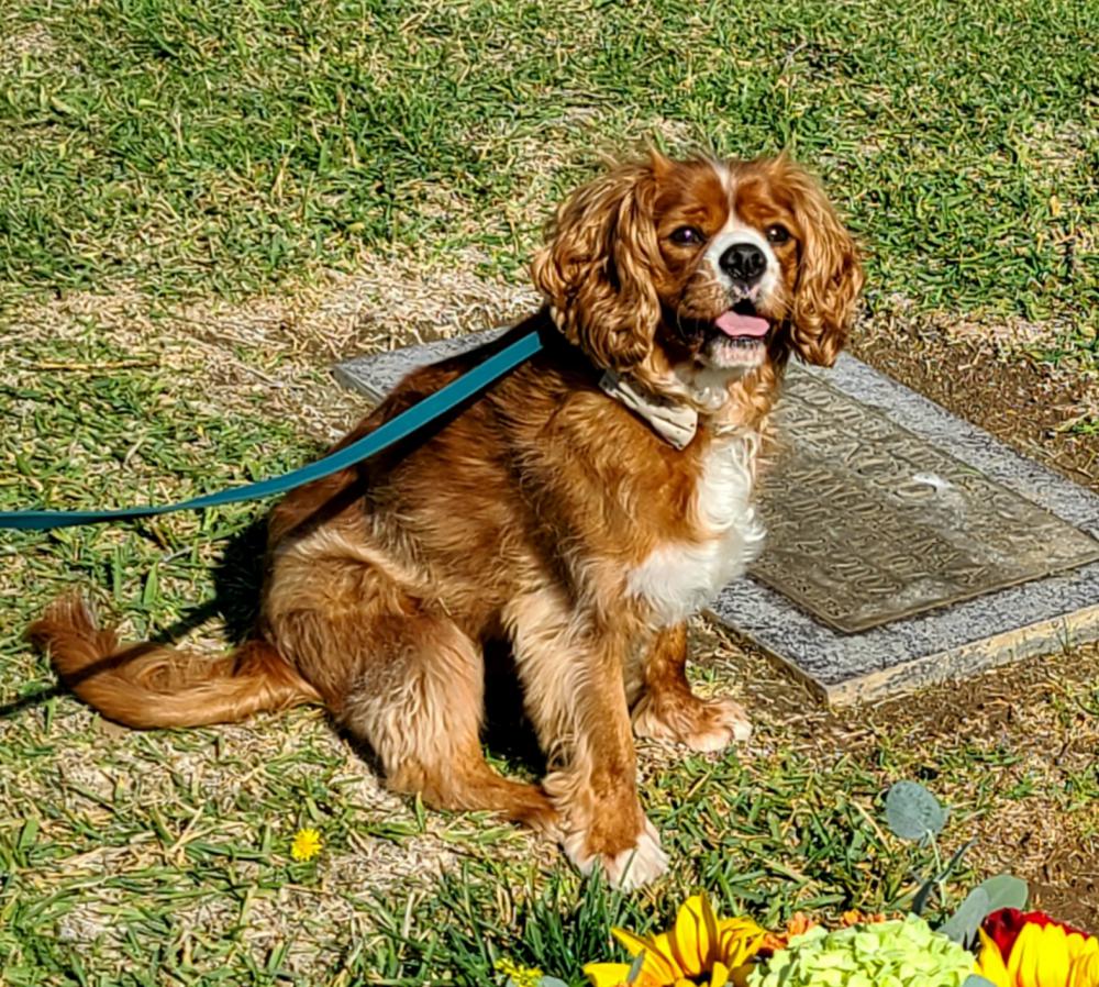 Image of Atticus, Lost Dog