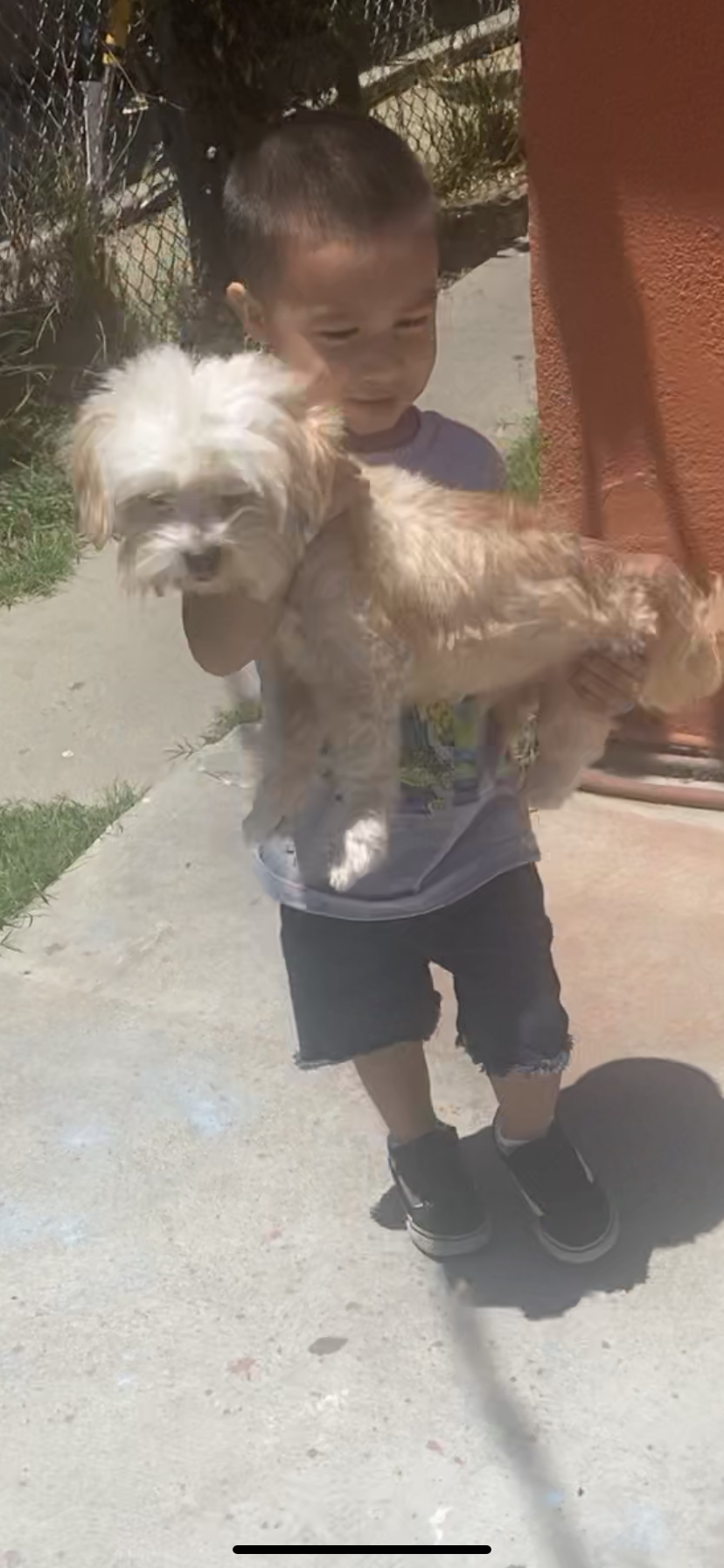 Image of Shorty, Lost Dog