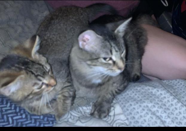 Image of Stella and Tom Tom, Lost Cat
