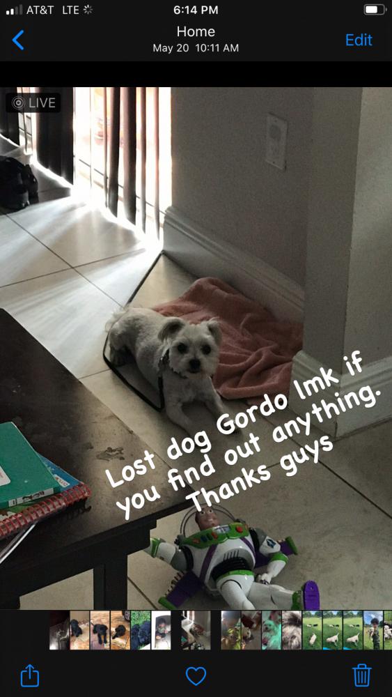 Image of Gordo, Lost Dog