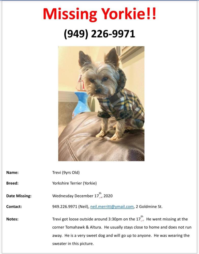 Image of Trevi, Lost Dog